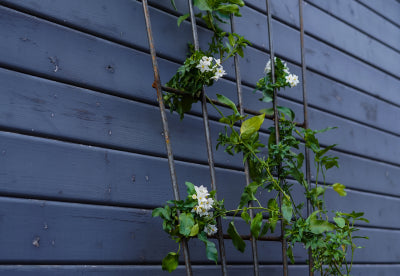 Rankhilfe Brindisi aus Metall an einer Hauswand in pulverbeschichtet anthrazit