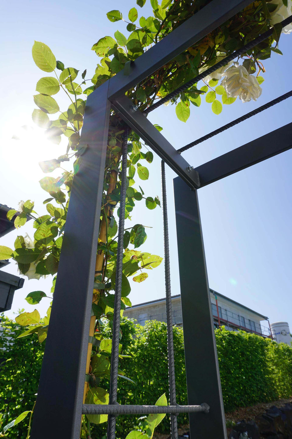 Wandrosenbogen Savona Wandrosenbogen Savona