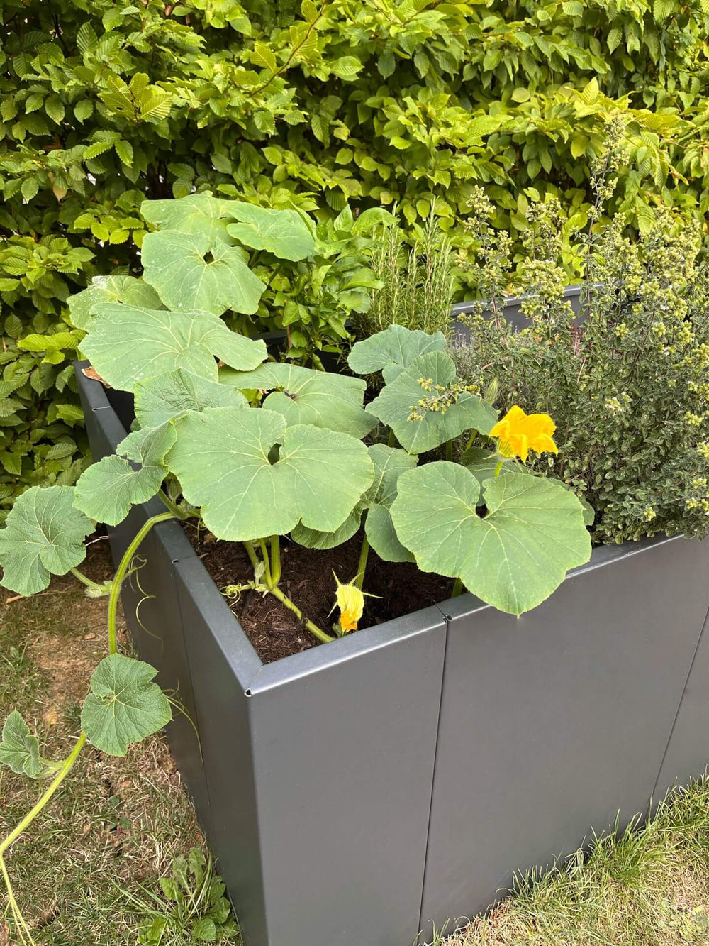 Hochbeet Monterosso bepflanzt mit einem Kürbisgewächs und Rosmarin | Pulverbeschichtet anthrazit Hochbeet Monterosso bepflanzt mit einem Kürbisgewächs und Rosmarin | Pulverbeschichtet anthrazit