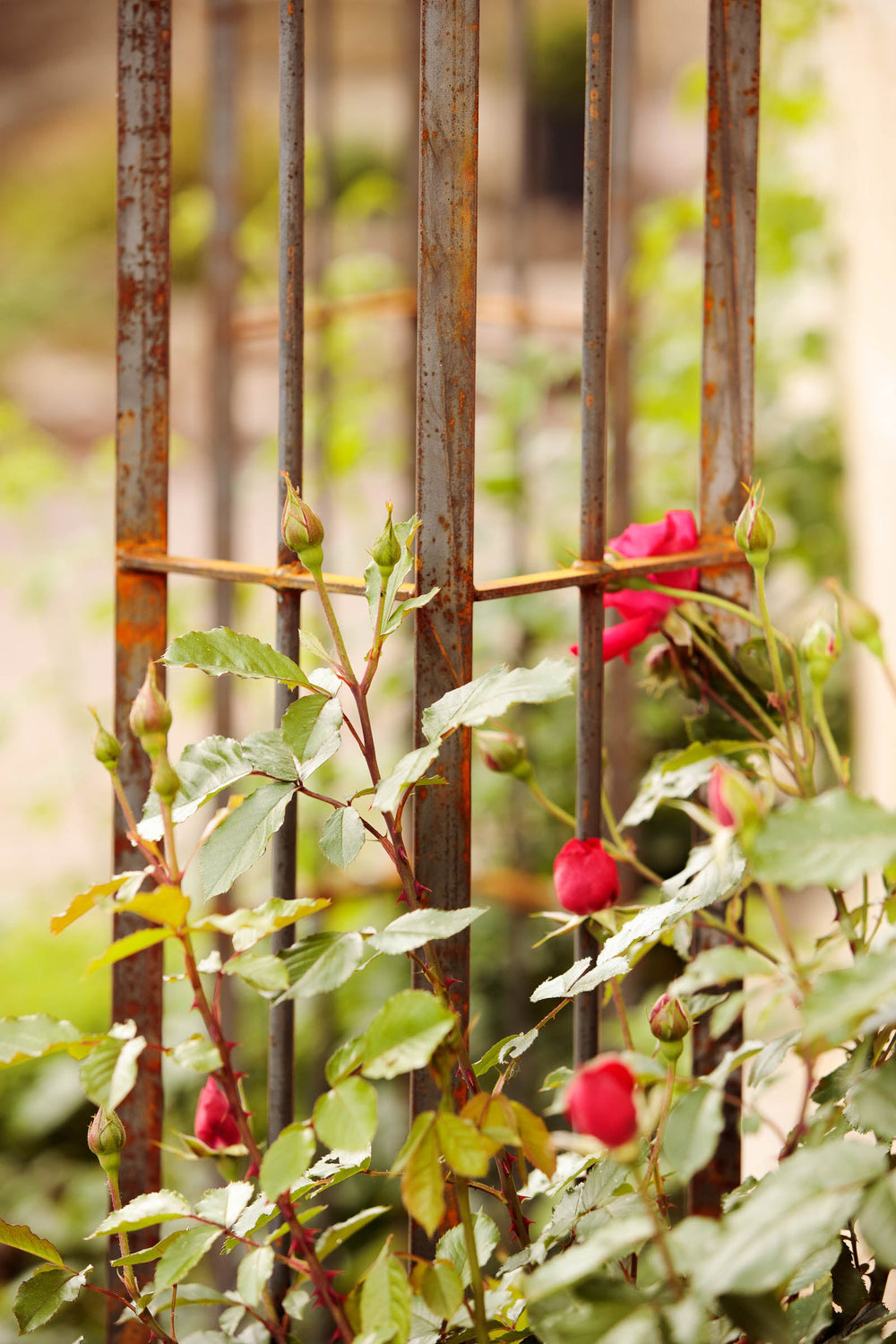Rosenbogen Matera in unbeschichtet Detailaufnahme der Rostpatina Rosenbogen Matera in unbeschichtet Detailaufnahme der Rostpatina