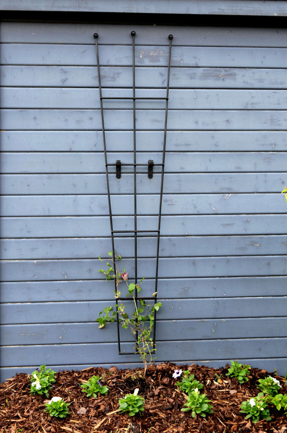 Rankgitter Bari in pulverbeschichtet Sonderfarbe RAL 9005 Tiefschwarz hinter einem Beet an einer Hauswand montiert Rankgitter Bari in pulverbeschichtet Sonderfarbe RAL 9005 Tiefschwarz hinter einem Beet an einer Hauswand montiert