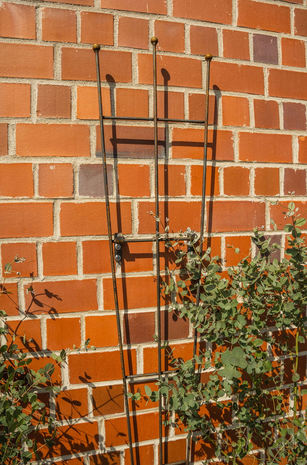 Rankgitter Bari vor Klinkerwand, unbeschichtet Rankgitter Bari vor Klinkerwand, unbeschichtet