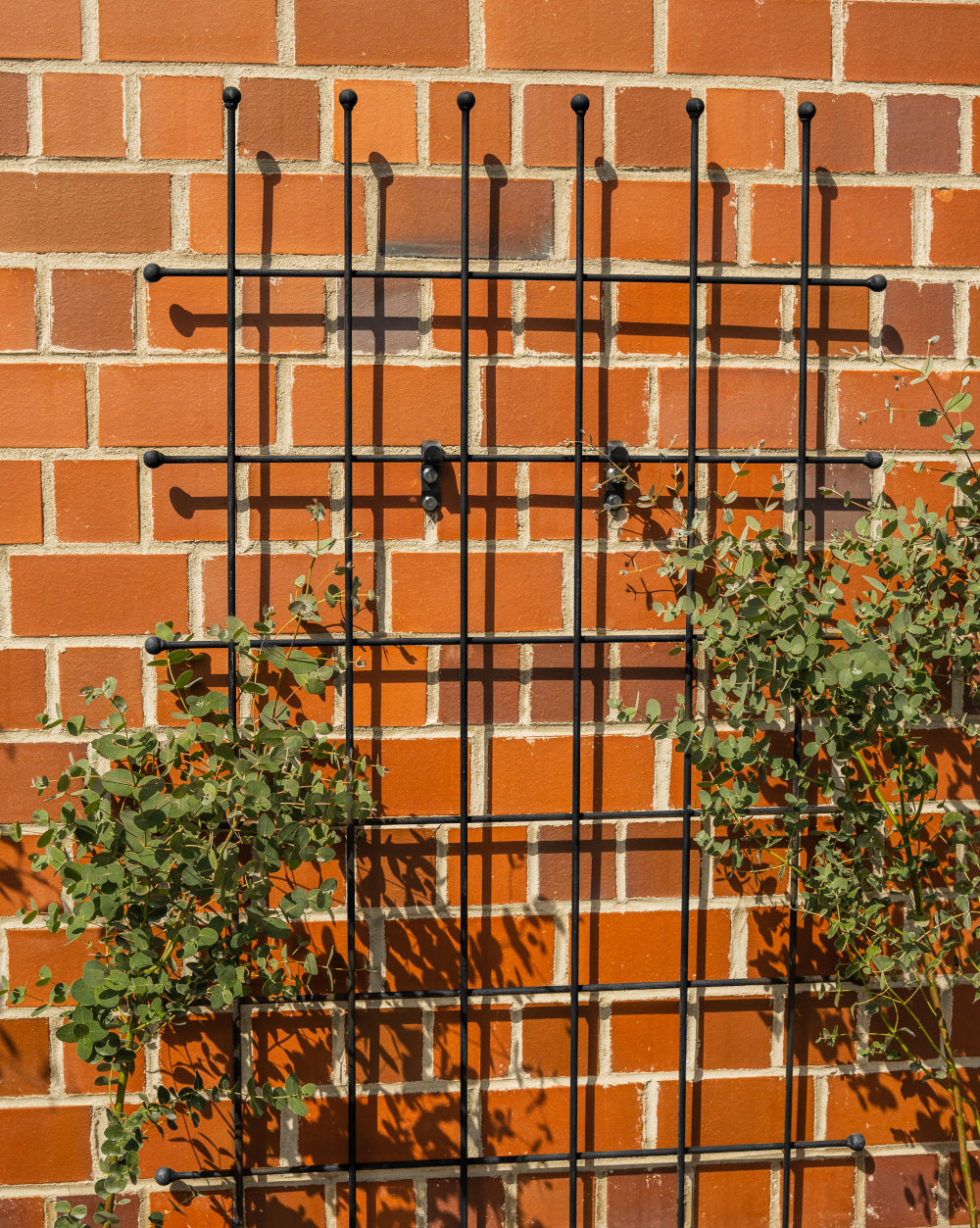 Rankgitter Tarent groß in pulverbeschichtet Sonderfarbe RAL 9005 Tiefschwarz an einer Hauswand montiert Rankgitter Tarent groß in pulverbeschichtet Sonderfarbe RAL 9005 Tiefschwarz an einer Hauswand montiert