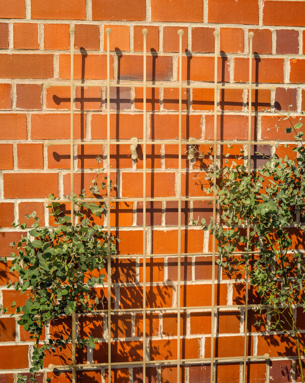 Rankgitter Tarent groß in pulverbeschichtet RAL 9001 Cremeweiß an einer Mauerwand montiert und mit Rankpflanzen bewachsen Rankgitter Tarent groß in pulverbeschichtet RAL 9001 Cremeweiß an einer Mauerwand montiert und mit Rankpflanzen bewachsen
