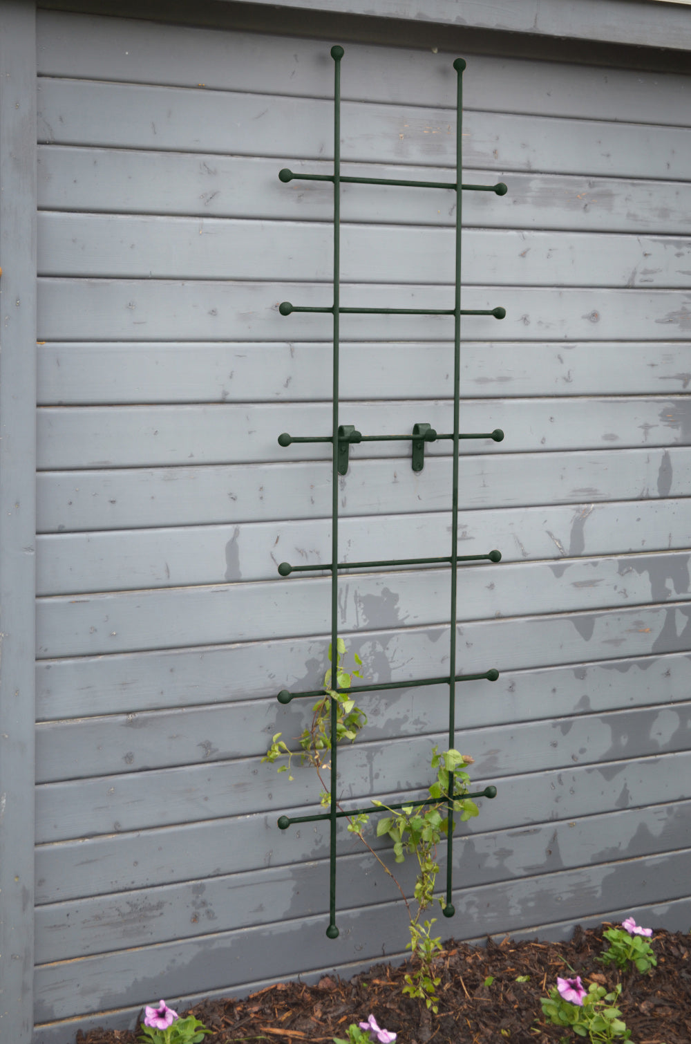 Rankgitter Tarent klein in pulverbeschichtet Sonderfarbe RAL 6009 Tannengrün hinter einem Beet an einer Hauswand montiert Rankgitter Tarent klein in pulverbeschichtet Sonderfarbe RAL 6009 Tannengrün hinter einem Beet an einer Hauswand montiert