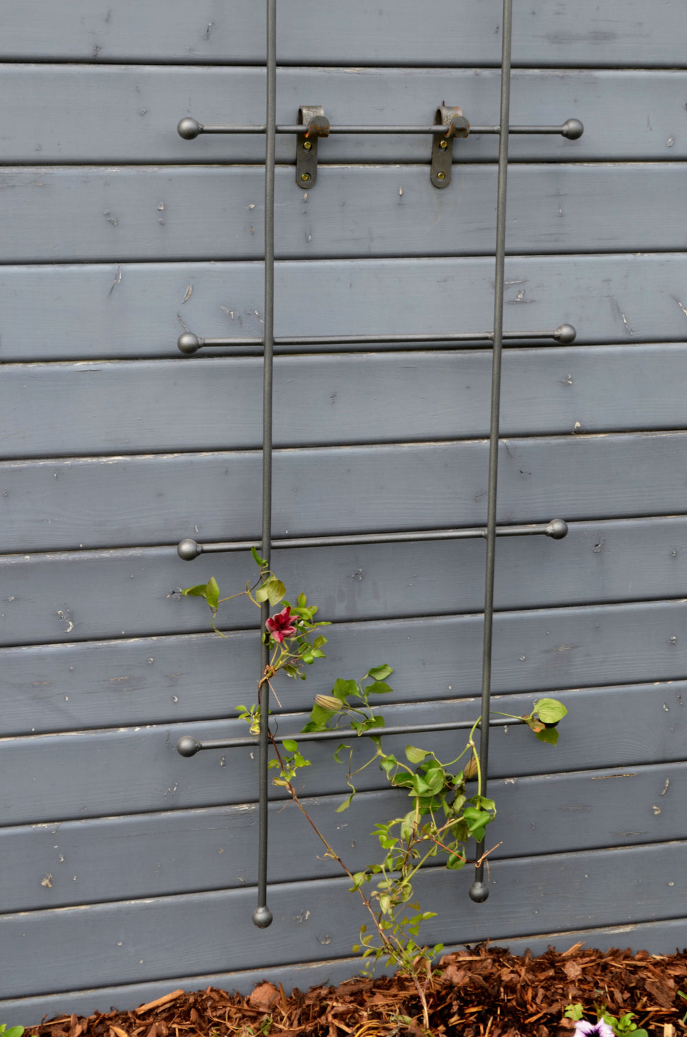 Rankgitter Tarent klein hängend an Holzhütte, pulverbeschichtet anthrazit Rankgitter Tarent klein hängend an Holzhütte, pulverbeschichtet anthrazit