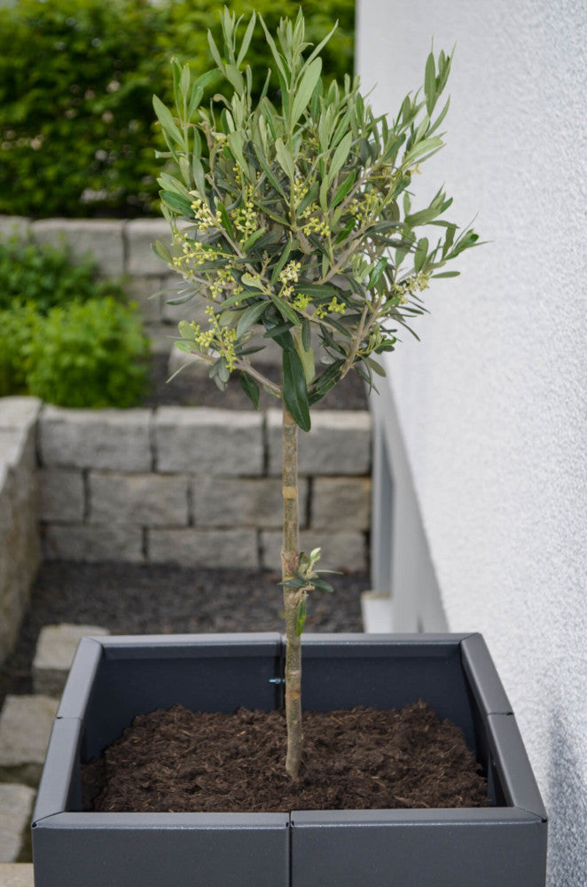 Pflanzkübel Vernazza 40x40x40 cm in pulverbeschichtet Anthrazit mit einem kleinen Baum bepflanzt Pflanzkübel Vernazza 40x40x40 cm in pulverbeschichtet Anthrazit mit einem kleinen Baum bepflanzt