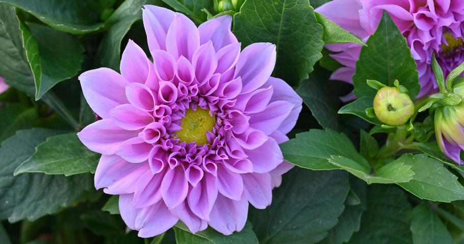 Dahlien pflanzen, stützen & pflegen: Alles was man für eine reiche Blüte wissen muss