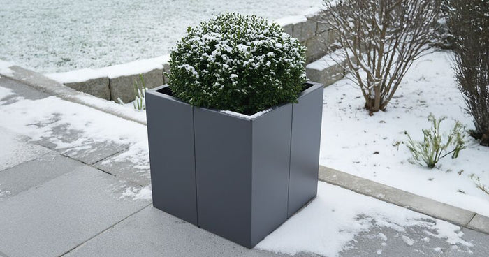 Winterharte Kübelpflanzen: Diese Pflanzen überstehen Frost im Pflanzkübel oder Hochbeet