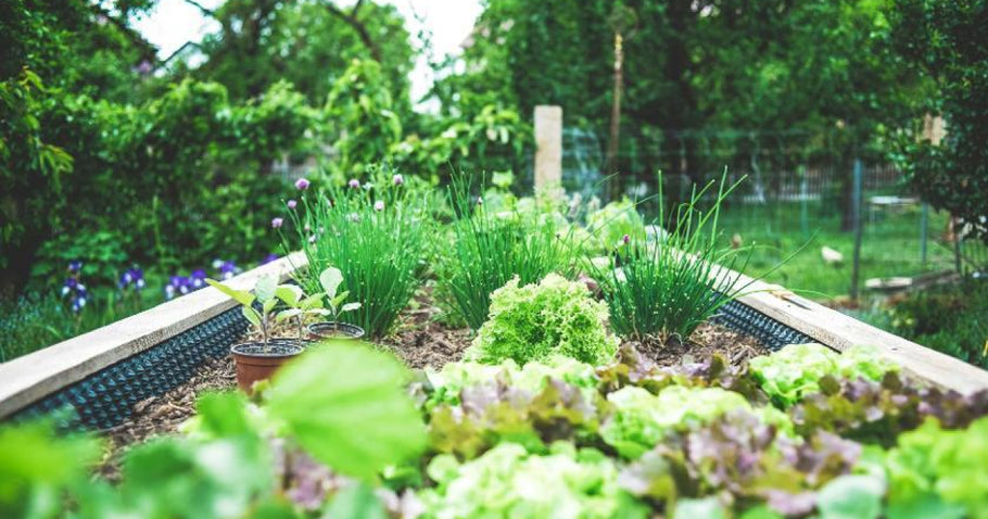 Urban Gardening: grüne Oasen in der Stadt