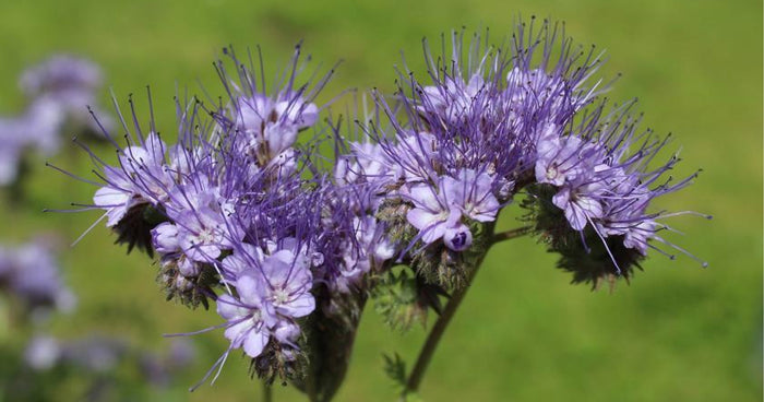 Gründüngung im Hochbeet: Das müssen Sie wissen
