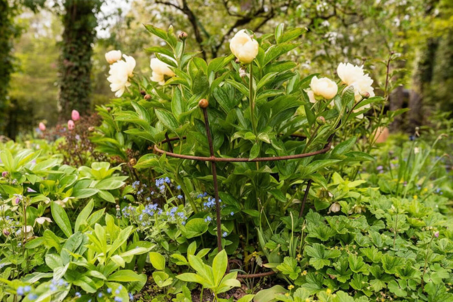 Pfingstrosen richtig schneiden: Tipps für üppige Blüten