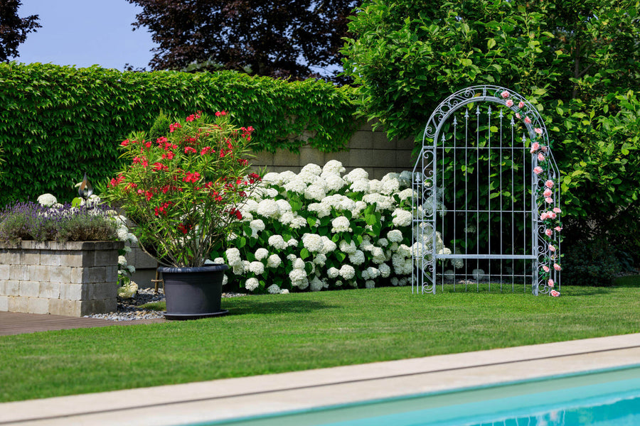 Giftige Gartenpflanzen für Kinder und Haustiere – was gehört nicht in den Garten?