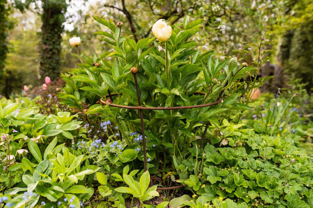 Pflanzenstütze Grosetto bewachsen im grünen Garten, unbeschichtet