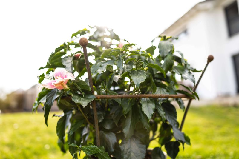Pflanzenstütze Grosetto bewachsen mit weißen Blüten, unbeschichtet