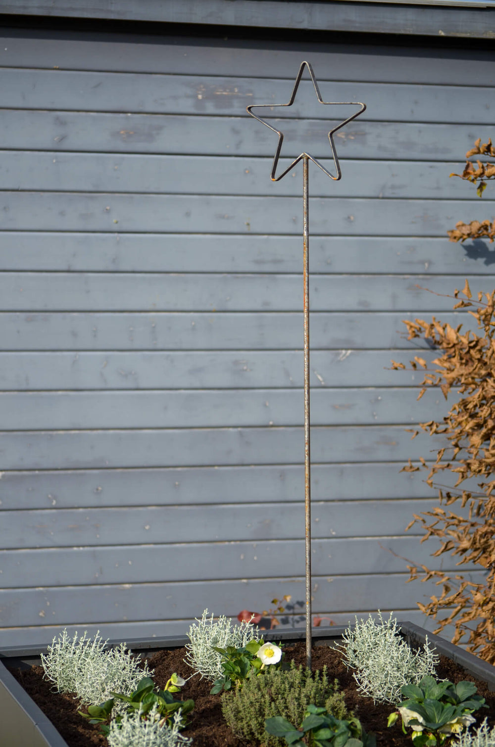 Rankstab Tissano unbeschichtet Gesamtansicht in Hochbeet vor Gartenhaus